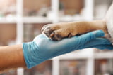 Antikörper, Gen-Analyse & KI in der Hunde-Medizin Neue Therapien geben Hoffnung